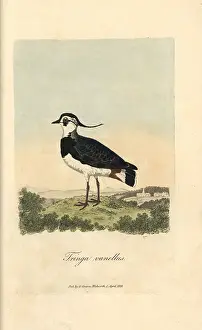 Vanellus: Northern lapwing, Tringa vanellus, Vanellus vanellus