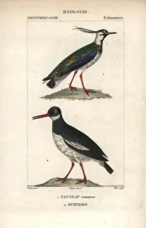 Vanellus: Northern lapwing, Vanellus vanellus, and Eurasian
