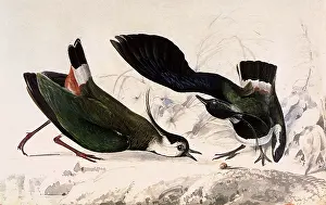Mitford: Northern Lapwings, Vanellus vanellus