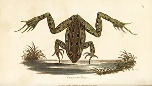 Rana: Northern leopard frog, Lithobates pipiens