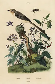 Solanum: Northern mockingbird, nightshades and beetle