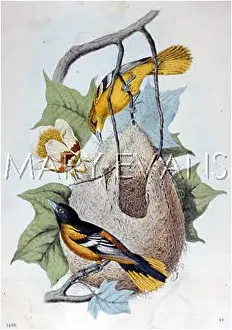 Oriole: NORTHERN ORIOLE