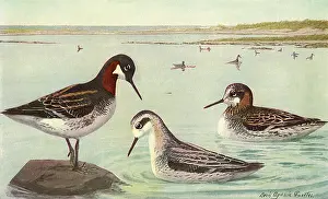 Phalarope: Northern Phalarope