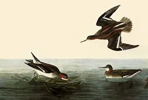 Atop: Northern Phalaropes