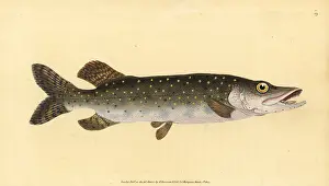 Esox: Northern pike, Esox lucius