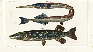 Esox: Northern pike and garfish