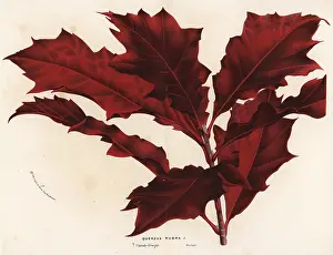 Rubra: Northern red oak, Quercus rubra