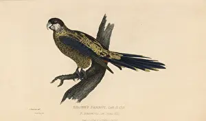 Kearsley: Northern rosella, Platycercus venustus
