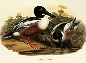 Spatula: Northern Shoveller, Anas clypeata, Spatula clypeata