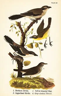 Shrike: Northern shrike, yellow-breasted chat, loggerhead