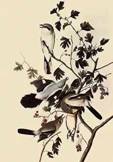Impaled: Northern Shrikes
