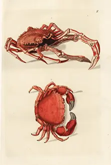 Herpetology: Northern stone crab, Lithodes maja 1, and