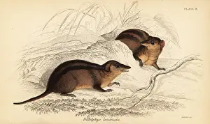 Volume Xi: Northern three-striped opossum, Monodelphis americana
