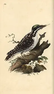 Tridactylus: Northern three-toed woodpecker, Picoides tridactylus
