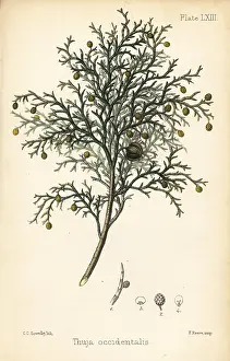 Homeopathy: Northern white-cedar or eastern arborvitae