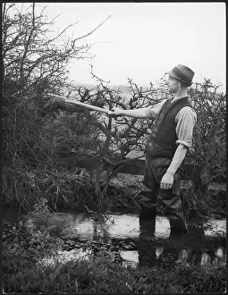 Hedgerows: NORTHUMBERLAND HEDGER