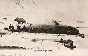 Whalers: Norway - Hammerfest - Blue Whale