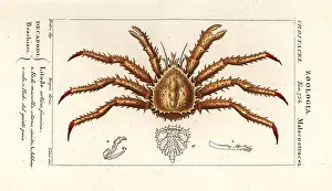 Maja: Norway king crab, Lithodes maja