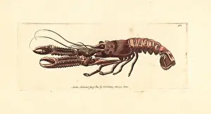 Norvegicus: Norway lobster, Nephrops norvegicus