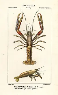 Squat: Norway lobster and shrimp