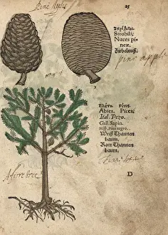 Abies: Norway spruce, Picea abies