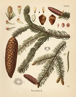 Koehlers: Norway spruce, Picea abies