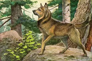 Elkhound: Norwegian Elkhound