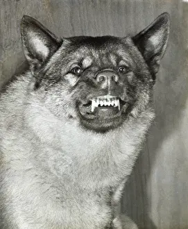 Elkhound: Norwegian Elkhound dog snarling