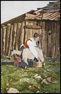 Milks: NORWEGIAN MILKS GOAT - 1