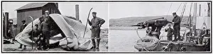 Harpooning: Norwegian Whaling 1907