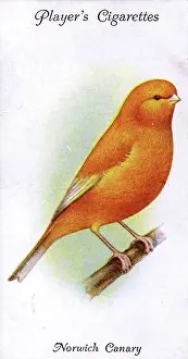 Canaries: Norwich Canary (Plainhead)