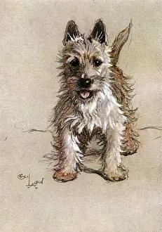 Wiry: Norwich Terrier