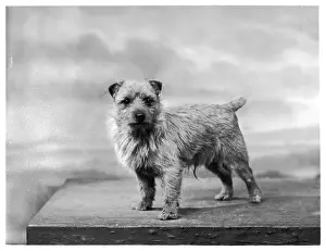 Norwich: NORWICH TERRIER