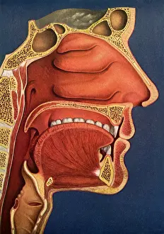 Immediate: Nose, Mouth, Throat