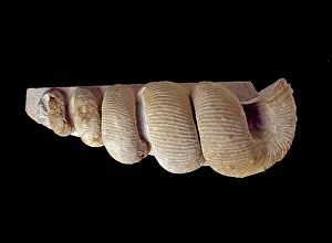 Twist: Nostroceras, ammonite