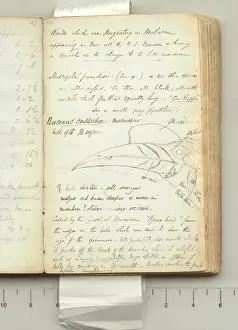 Macassar: Notes on birds in Macassar