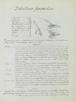 Catcher: Notes relating to Asian Paradise Flycatcher