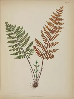 Penfold: Nothochloena marantoe
