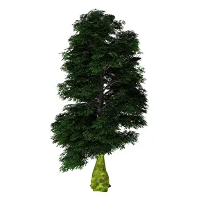 Evergreen: Nothofagus antarctica tree on white background