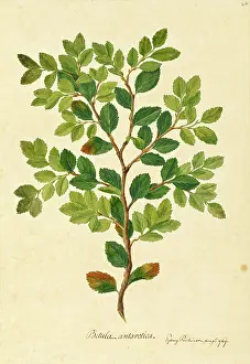1779: Nothofagus betuloides