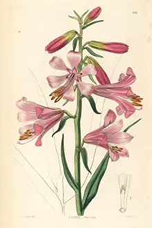 Roseum: Notholirion thomsonianum