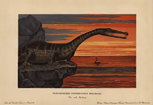 Sauropterygian: Nothosaurus mirabilis, extinct sauropterygian
