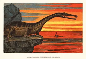 F. John: Nothosaurus mirabilis, sauropterygian reptile
