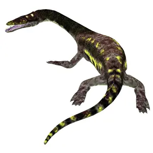 Webbed: Nothosaurus reptile, rear view