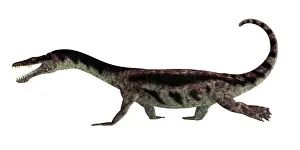 Triassic: Nothosaurus reptile walking, isolated on white background