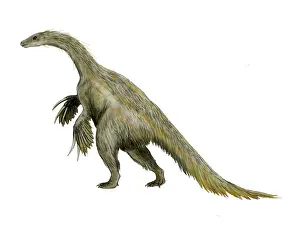 Therizinosaur: Nothronychus dinosaur