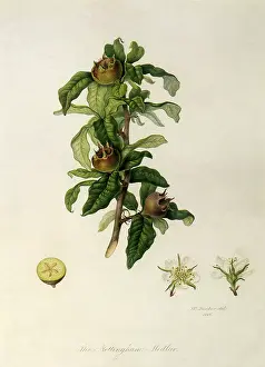 Linnaeus: Nottingham Medlars