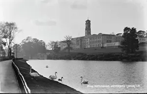 Swans: Nottingham University Landscape