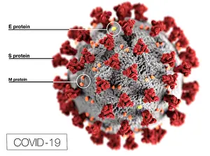 Virion: Novel Coronavirus SARS-CoV-2, causes coronavirus