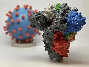 Virion: Novel Coronavirus SARS-CoV-2, causes coronavirus